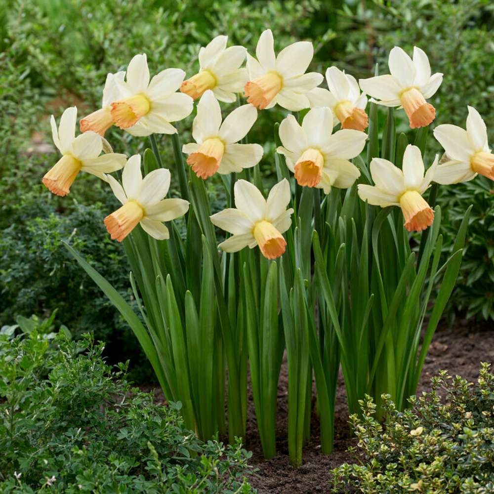 Narcissus 'Carice'